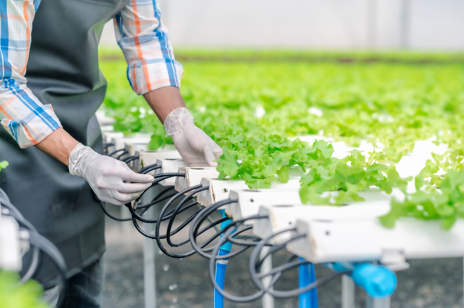 Adjust Watering System in Hydroponic Greenhouse